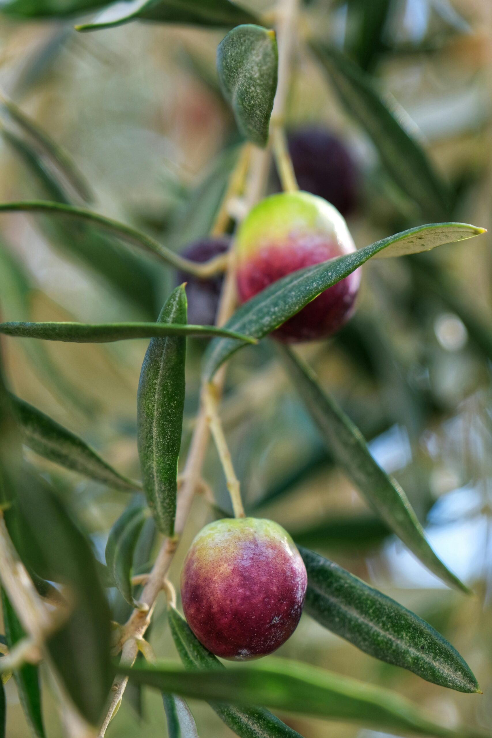 Detailed shot of ripe olives hanging on a branch with green leaves in İzmir, Türkiye.