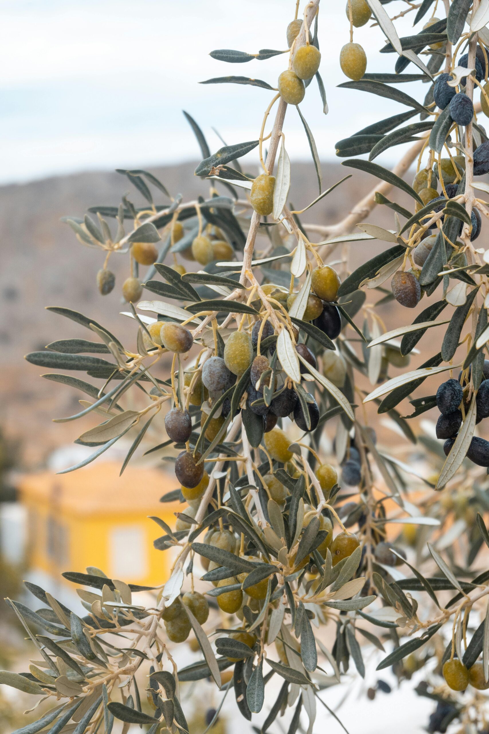 Detailed view of olive branches bearing ripe olives against a blurred background.